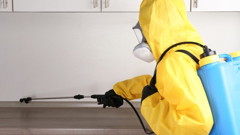 Kenapa Rayap Muncul Saat Musim Hujan